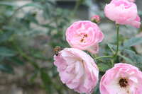 https://images.plurk.com/16jKhGi1j6ivhAxgS4QDgY.jpg
