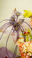 https://images.plurk.com/16uH4blbk83VqDWkZ6OVuE.jpg