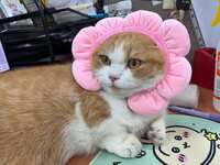 https://images.plurk.com/17ZvOqAl5royJHwgyEdXQb.jpg