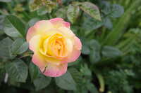 https://images.plurk.com/18oia1sKl3KaQ3CNiggg5p.jpg