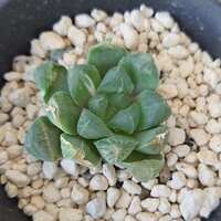 https://images.plurk.com/190uXWE6FwWRpYUFcNG4mv.jpg