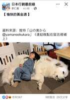 https://images.plurk.com/1ACOs0lOAo2GmWmAwxNzd0.jpg