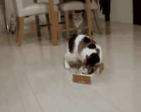 https://images.plurk.com/1CA8yU4PZvts955qROAbX9.gif