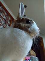 https://images.plurk.com/1Cqb8ucMmiUC8EagWBPlQR.jpg