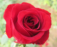 https://images.plurk.com/1Cy01SuijWzNZoFaLDqaNB.jpg