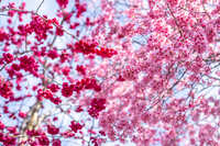 https://images.plurk.com/1DQvgGeLRrjYNSgYT0PRrP.jpg