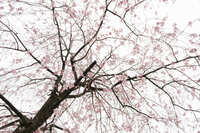 https://images.plurk.com/1EZoRPWNAFWEfqvd7d2HG3.jpg