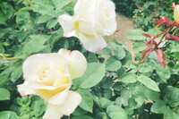 https://images.plurk.com/1EiGhc4ZiKQ0ZPp4dwR7N3.jpg