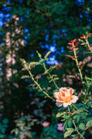 https://images.plurk.com/1FIOMcDvbMQytIk2xwwe1D.jpg