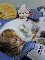 https://images.plurk.com/1FKUGRdBOari6Cips12WX4.jpg