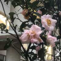 https://images.plurk.com/1FxJTPxi53NznZ9VNTrism.jpg