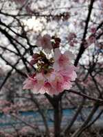 https://images.plurk.com/1IFOamCDHVSfZqgkvzysjw.jpg