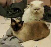 https://images.plurk.com/1InjmdFNuSgLcz41ohzU.jpg
