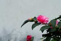 https://images.plurk.com/1JtHP4wC64tKzqVQhgv1sZ.jpg