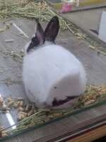 https://images.plurk.com/1KKgFEvbGIrMRh4phPzmEC.jpg