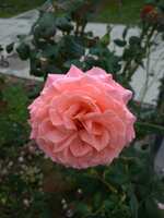 https://images.plurk.com/1KYJZpZma1G5p7mzJAfYyR.jpg
