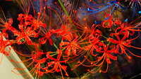https://images.plurk.com/1LNY7oe2Exl91JwL1GRCvM.jpg