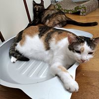 https://images.plurk.com/1NQJb8Xhy0X8cKWGEV6y3S.jpg
