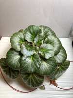 https://images.plurk.com/1NncwHNLYkk0VEPclcMUkM.jpg