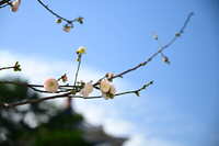 https://images.plurk.com/1Ok42VFliYSkSvqhRjgiVg.jpg