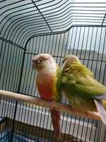 https://images.plurk.com/1Or95wNHFDJhhrlQbpb5mW.jpg