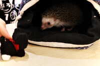 https://images.plurk.com/1PTgu3cGbyRTZjh4akroIi.jpg