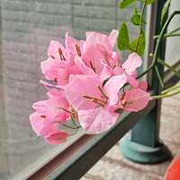 https://images.plurk.com/1PjwKBWk0V0BZJcskkfCB7.jpg