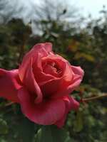 https://images.plurk.com/1PtQ3d42x78d7DuvQoFBiE.jpg