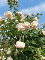 https://images.plurk.com/1QTfkprexQ68UJwcKlkdy0.jpg