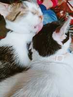 https://images.plurk.com/1Qk8W7MGygc6508RZMV5I6.jpg