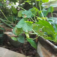 https://images.plurk.com/1Qlk5qPXLiU8GUo9OB11v5.jpg