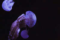 https://images.plurk.com/1RRTn7FBscfSie1xS6Slda.jpg