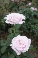 https://images.plurk.com/1SkFAZ6a5RizbzVJ5g1i1A.jpg