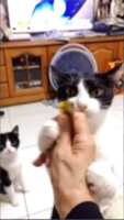 https://images.plurk.com/1UAGQ4WfkKALyqNOClP7WH.png