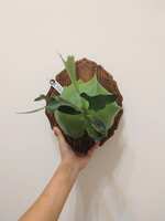 https://images.plurk.com/1UKgifuFGllBmJvRsLXxI2.jpg