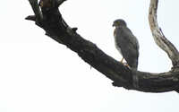https://images.plurk.com/1WIoQG3ciibXMMd6hCoXBX.jpg