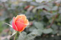 https://images.plurk.com/1WpyBvQOTeOVtHYSXo3A2c.jpg