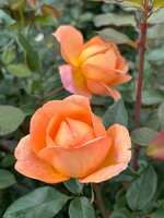 https://images.plurk.com/1X18gnzcvqCOMmaqvTw2Cc.jpg