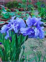 https://images.plurk.com/1XWTgUF9Hsi5bCXQcbTZ5w.jpg