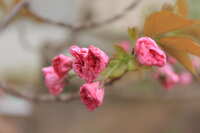 https://images.plurk.com/1Xb1PSju9ivLKF2R1puwzf.jpg