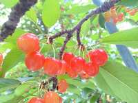 https://images.plurk.com/1Xxm1PxyPCpnoqoUG4be81.jpg