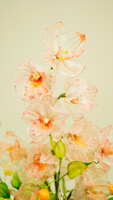 https://images.plurk.com/1Xz4MPAAq7KS3CaHeb0Gm1.jpg
