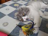 https://images.plurk.com/1YY4y5HeMcfSEPUyOL7rK4.jpg