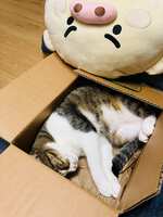 https://images.plurk.com/1YbCS1Ewyst7inxDP0bSaR.jpg