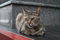 https://images.plurk.com/1ZgYPKjiPnvCMoRhD8ZQhP.jpg