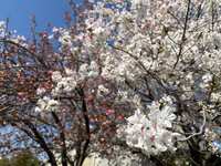 https://images.plurk.com/1b7WiilR7SxeOQwnjvxNqV.jpg