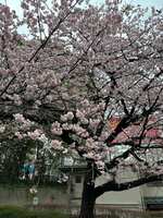 https://images.plurk.com/1bwHHD9Cdk8Iyoh9OEt4PN.jpg
