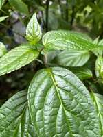 https://images.plurk.com/1ewoSMDHpxO3NHbowldcI6.jpg