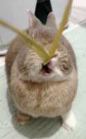 https://images.plurk.com/1fopioBRTV74fQgBaHhJNd.png