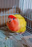 https://images.plurk.com/1hDysstQa58RCL3AbGnjS9.png